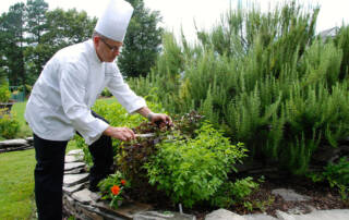 Chef gathers herbs from garden.